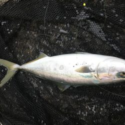 泳がせ釣りでハマチ